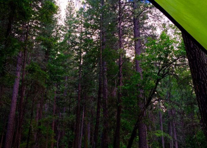 View of forest out the door of a tent